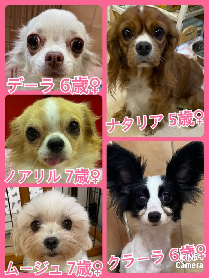 🐾今日の里親様募集中ワンコ🐶メンバーです🐾2021,10,27